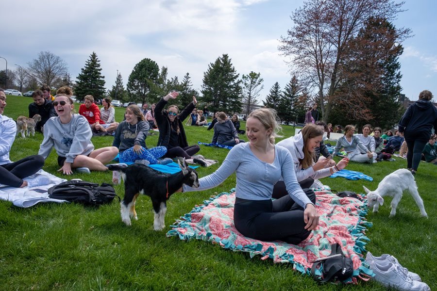 Students attend Goat Yoga on UW-Green Bay campus