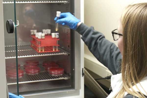 Student storing petri dishes in cupboard