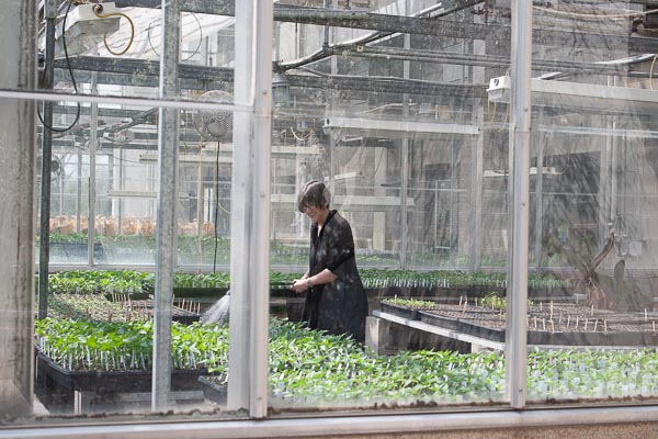 Vicki Medland working inside the UW-Green Bay Lab Sciences greenhouse.