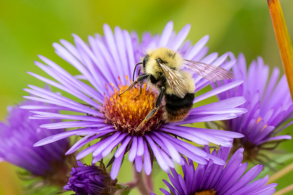 Honey bee on a purple daisy