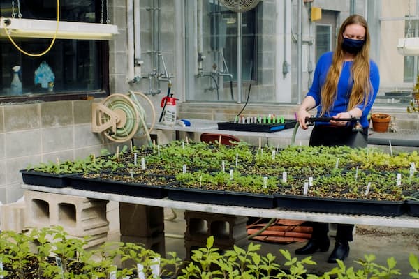 Student waters plants in green house