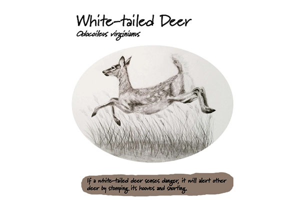 A detailed image of a White-tailed Deer.