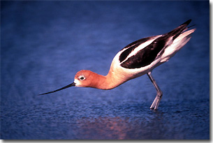 American Avocet