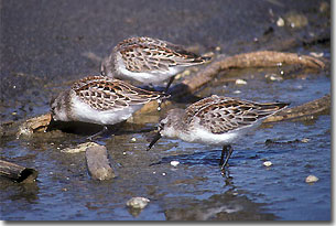 Western Sandpipers