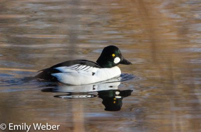 Image of a duck taken by Emily Weber