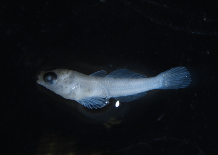 Round Goby - Larval Fish ID - Aquatic Invasive Species ...