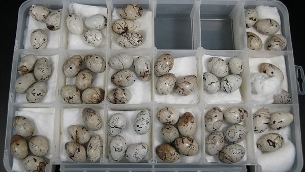 bird egg specimens in the richter museum collection