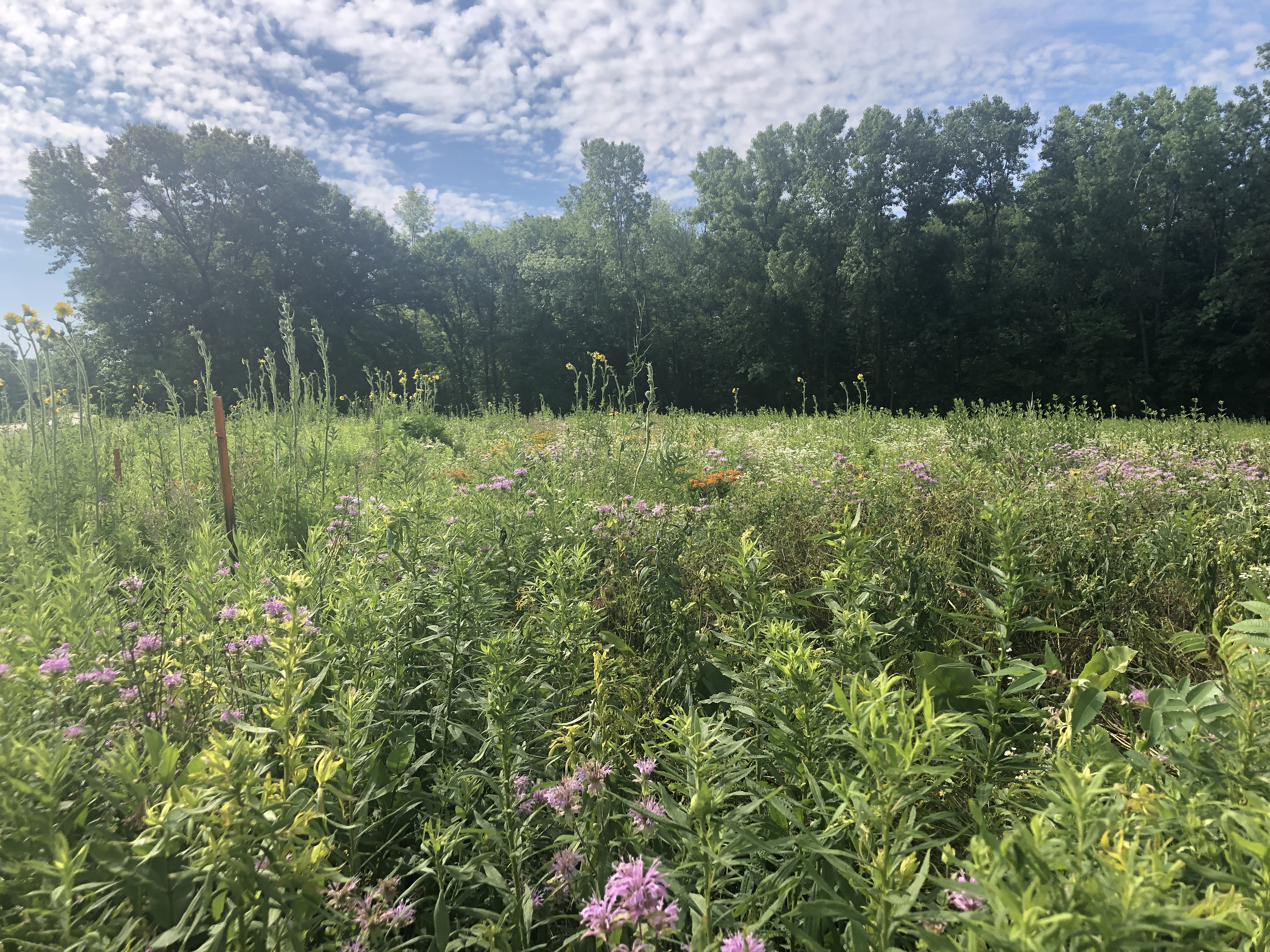 Keith White Prairie in Cofrin Arboretum July 2021 by BW