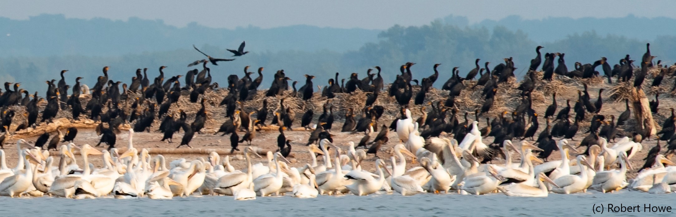 Colony of birds on Cat Island