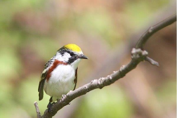 Chestnut sided Warbler