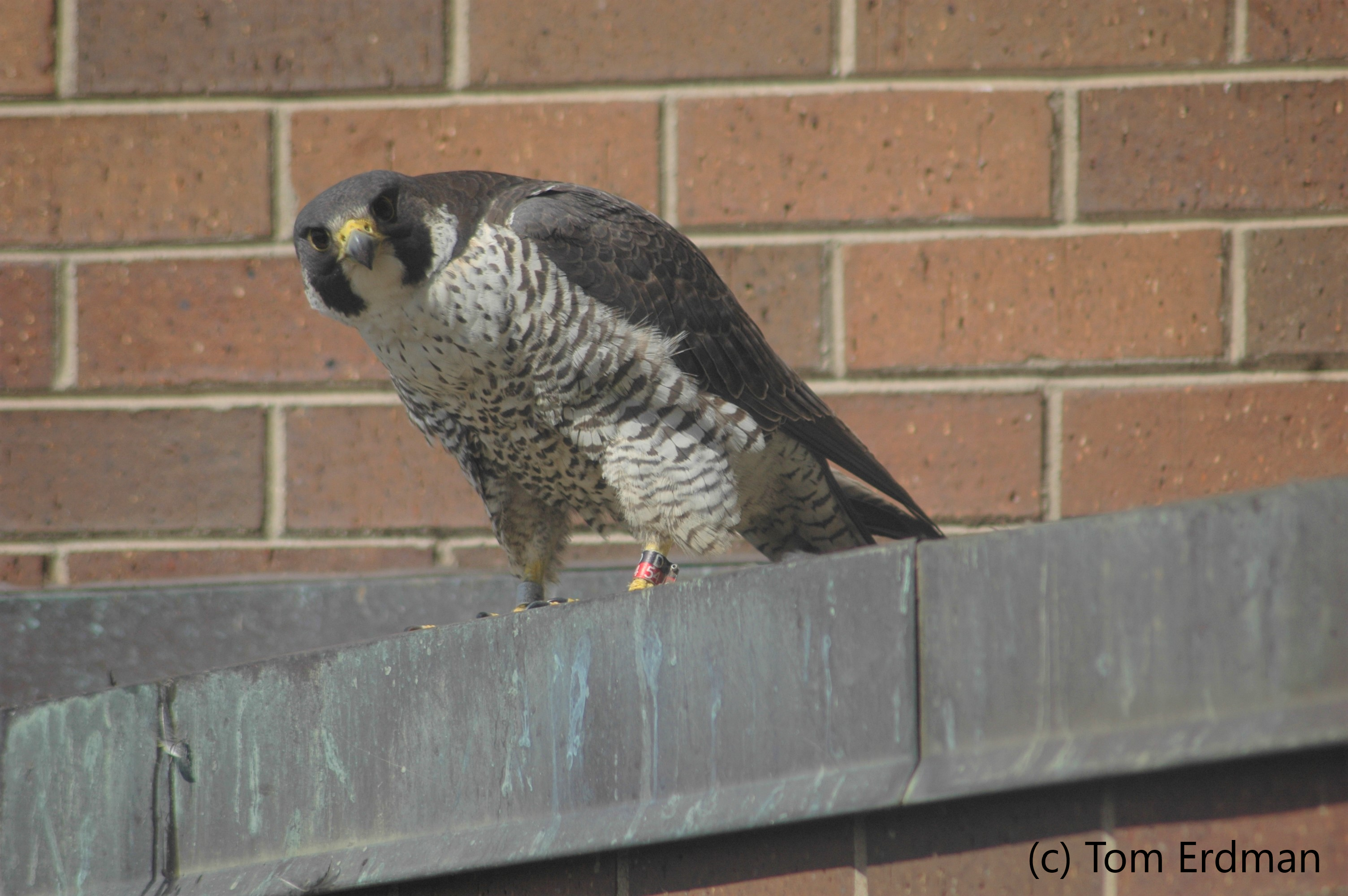 Perched falcon