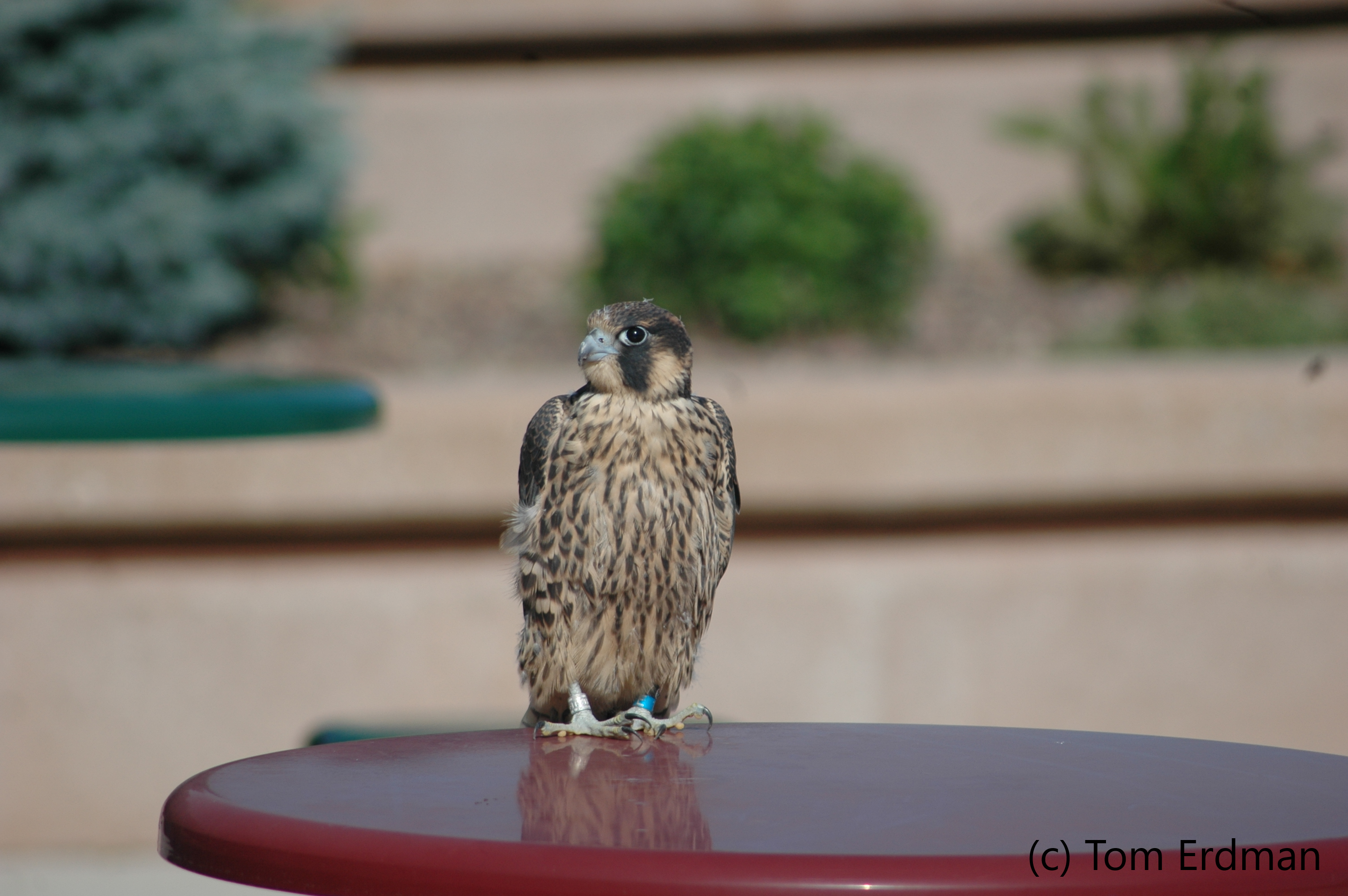 Perched falcon