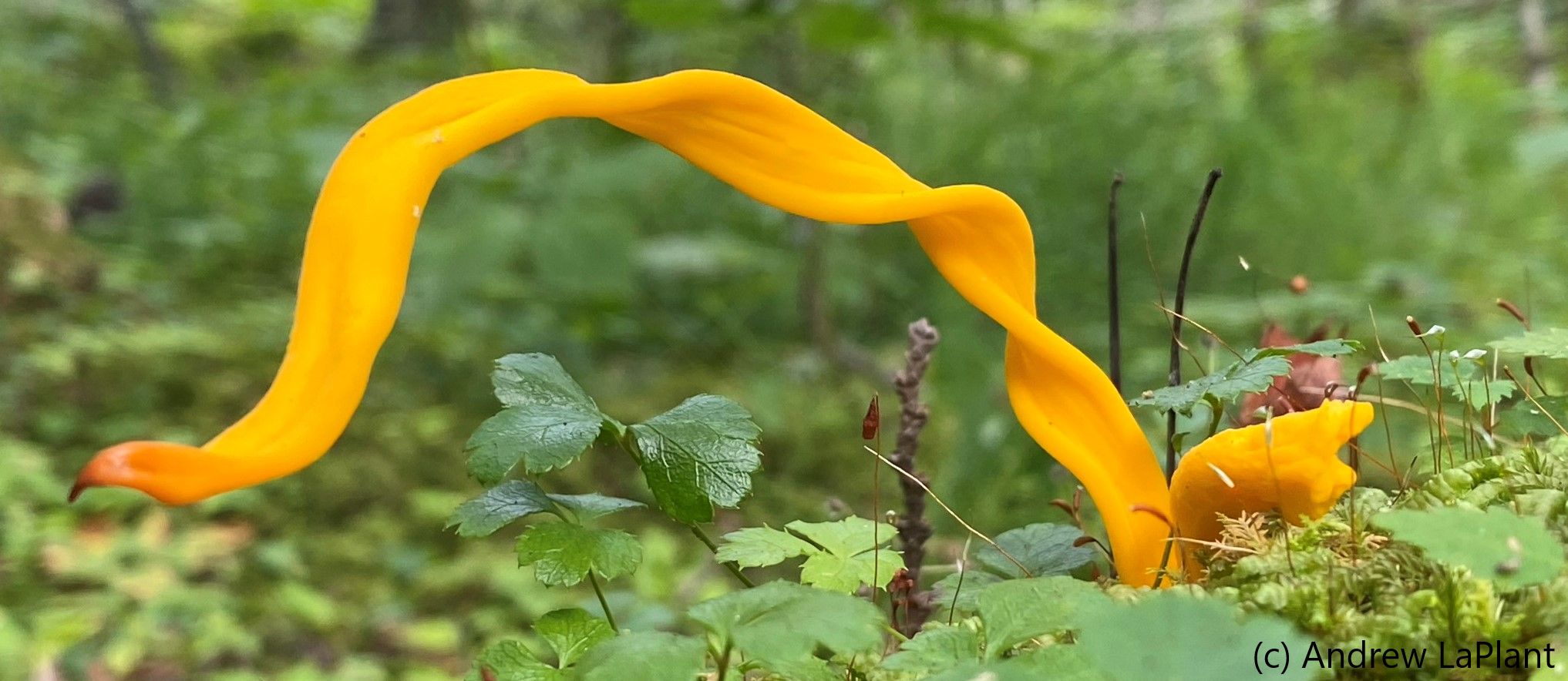 Orange fungi