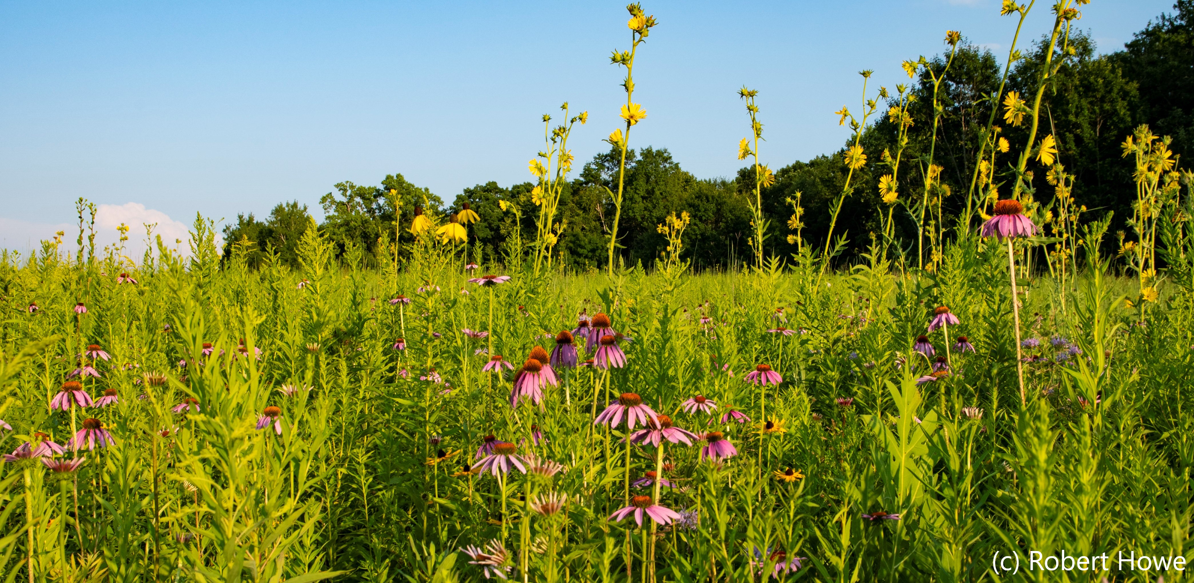 Field of wildflowers