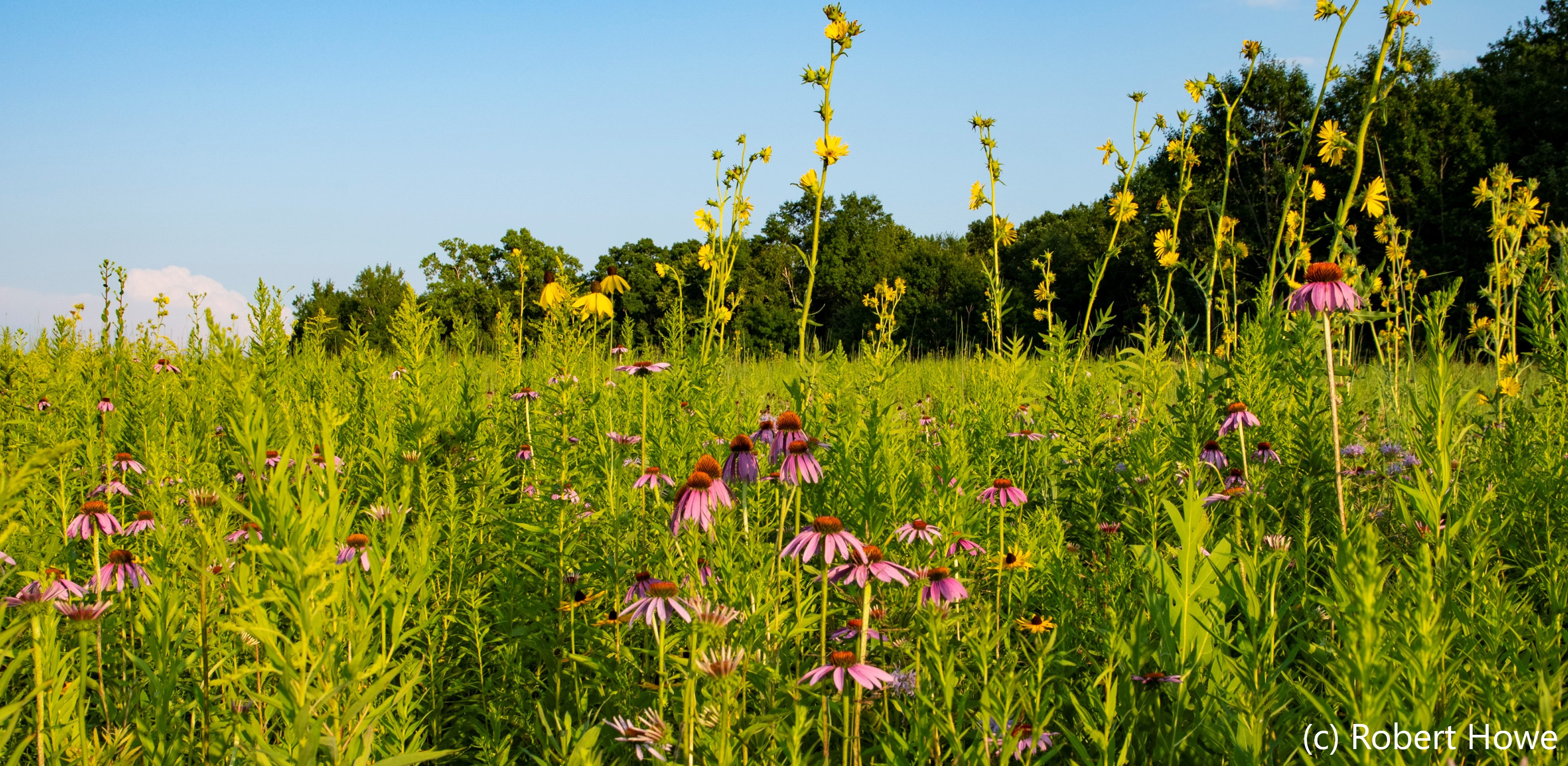 Field of wildflowers