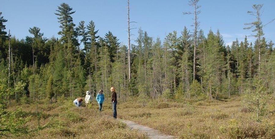 Nicolet NF Bird Survey