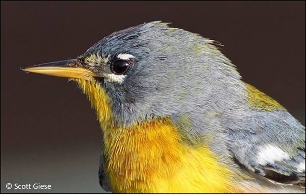 Northern Parula, a small wood warbler