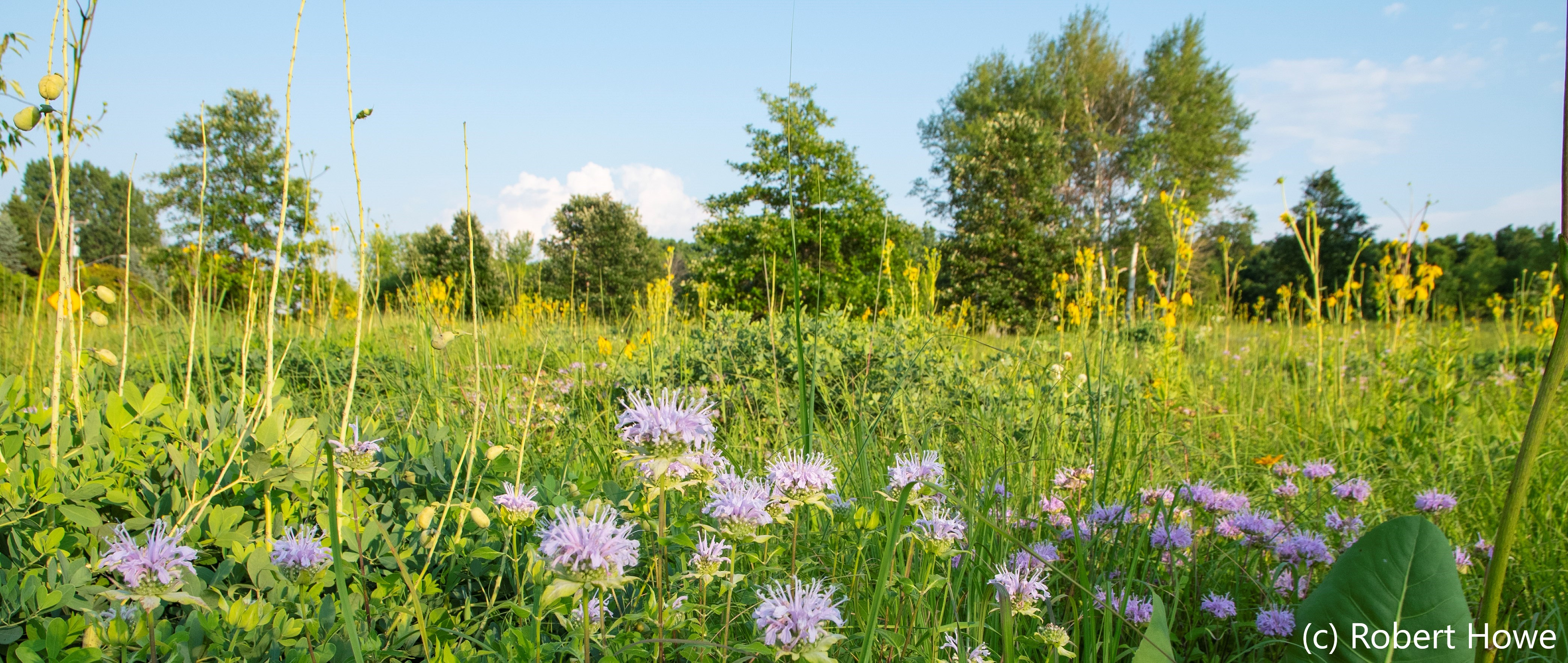 Field of wild flowers and grasses