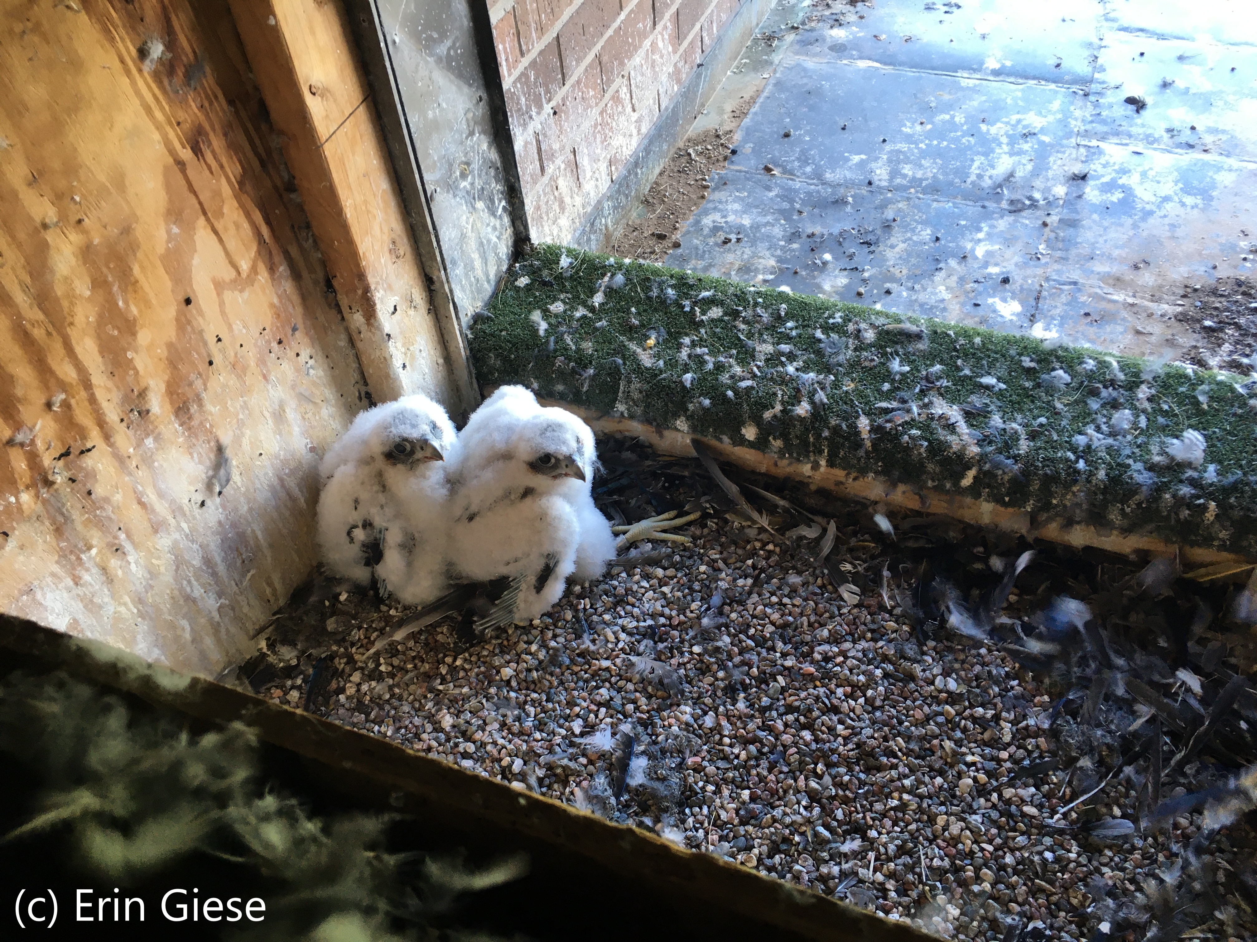 Two Falcon Chicks