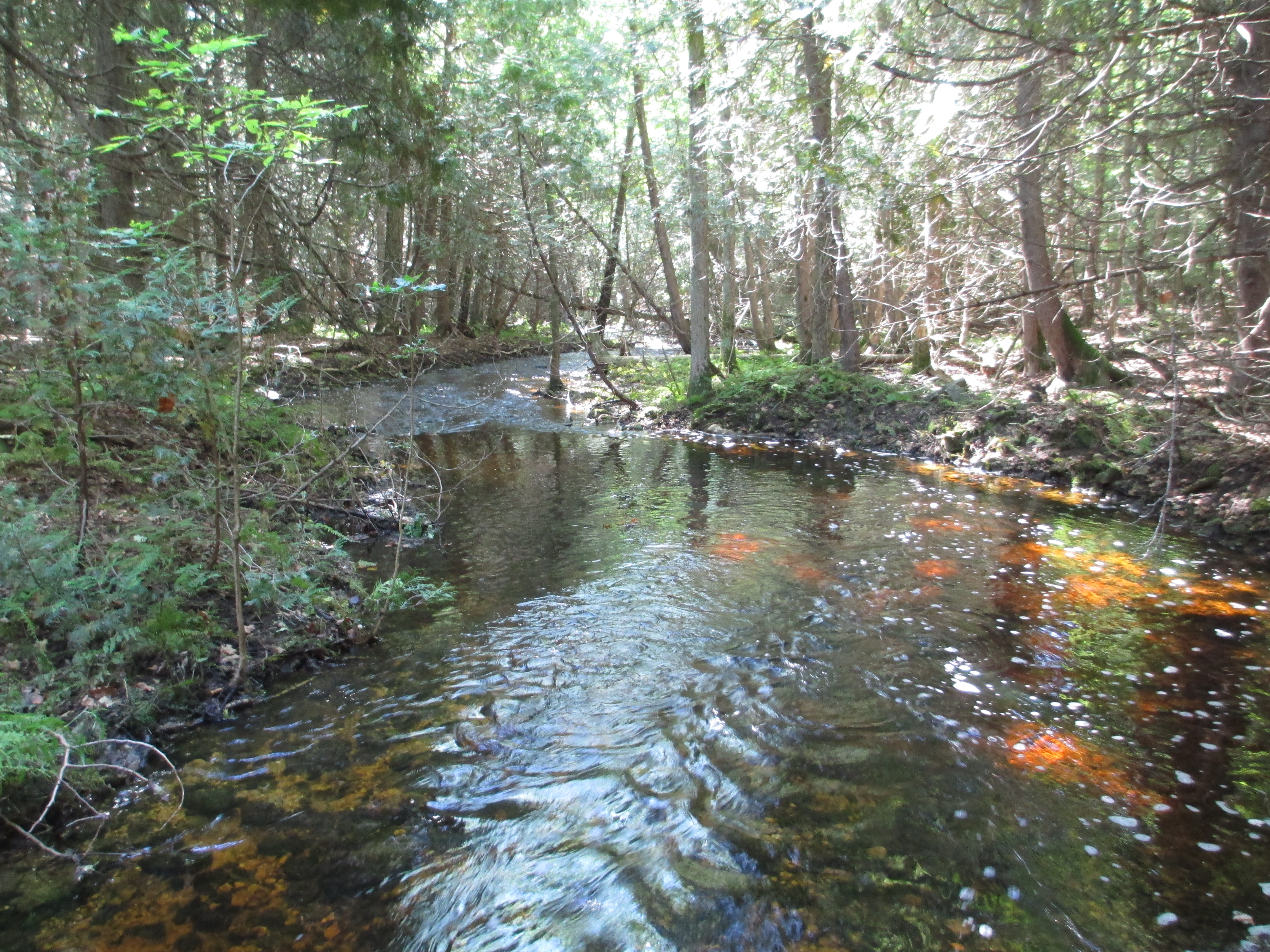 Hibbards Creek at Peninsula Sanctuary, 2016