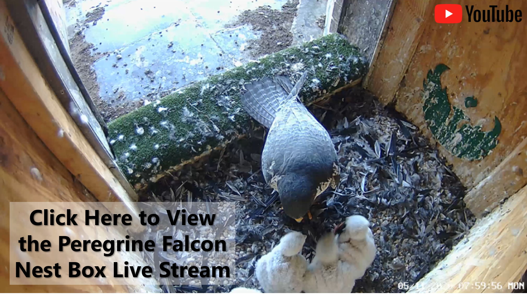 Peregrine Falcon Camera