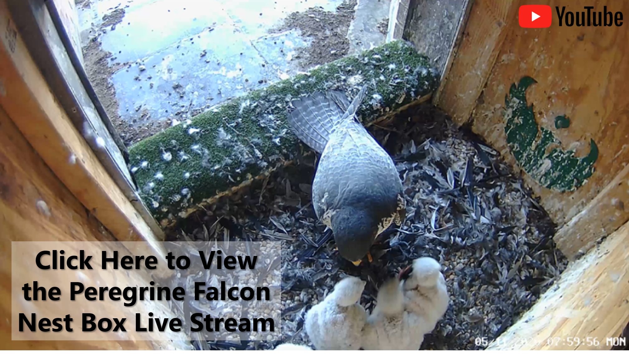 peregrine nest cam