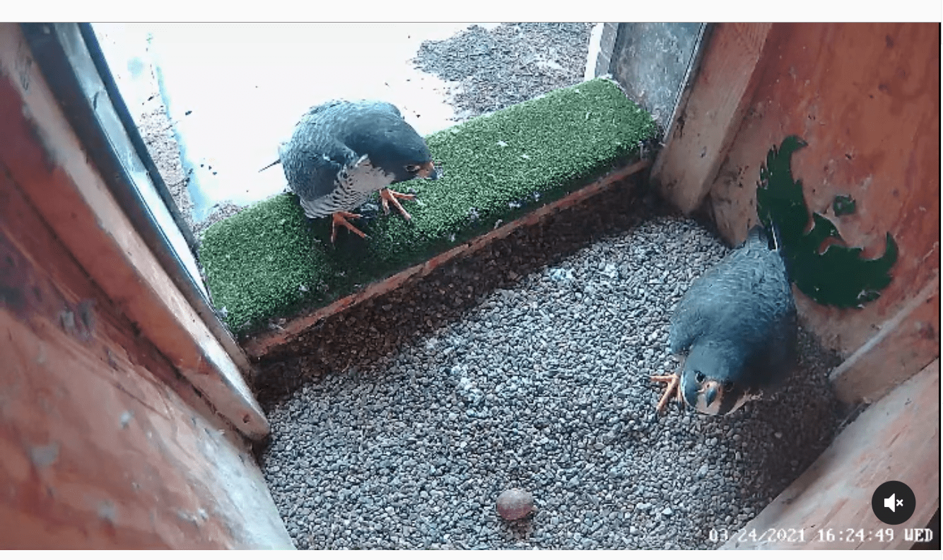 Two Peregrine Falcons