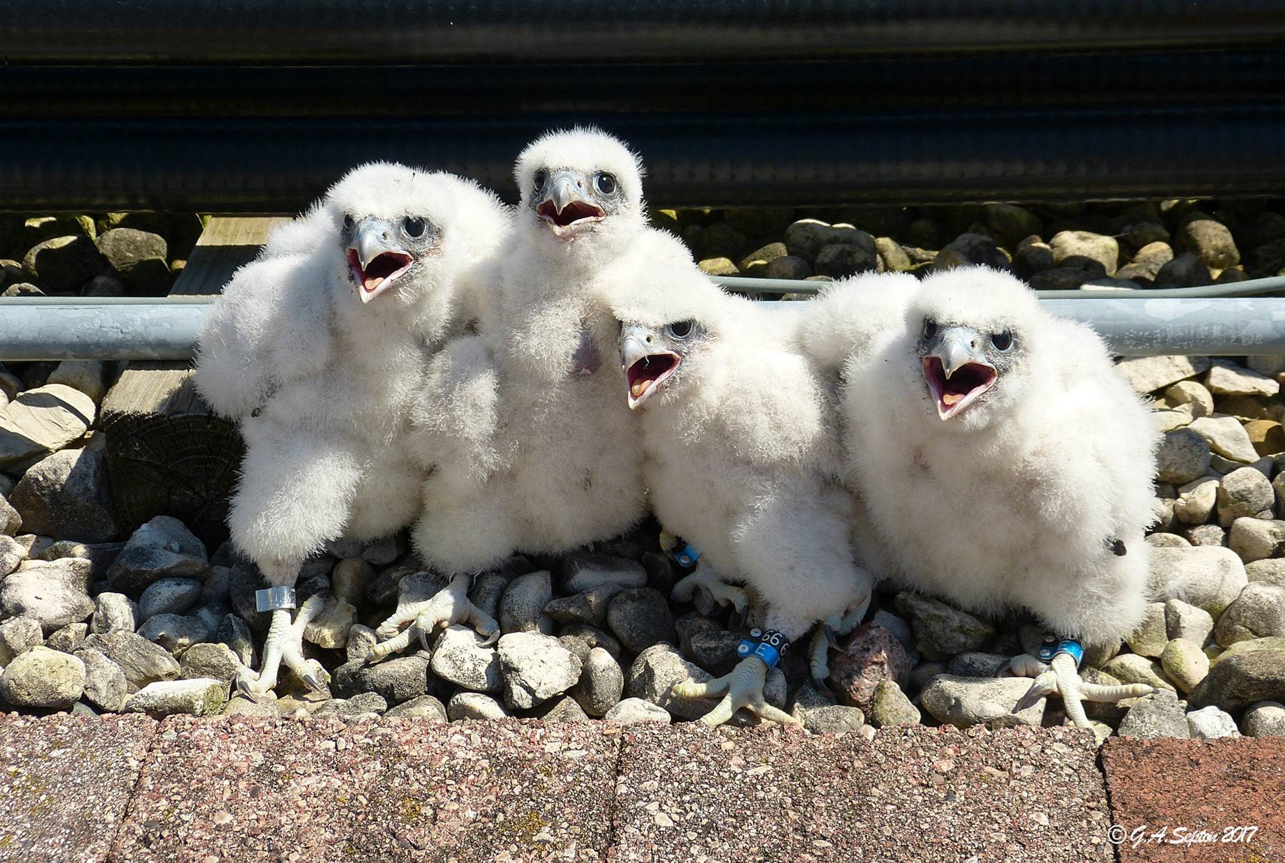 Baby falcons