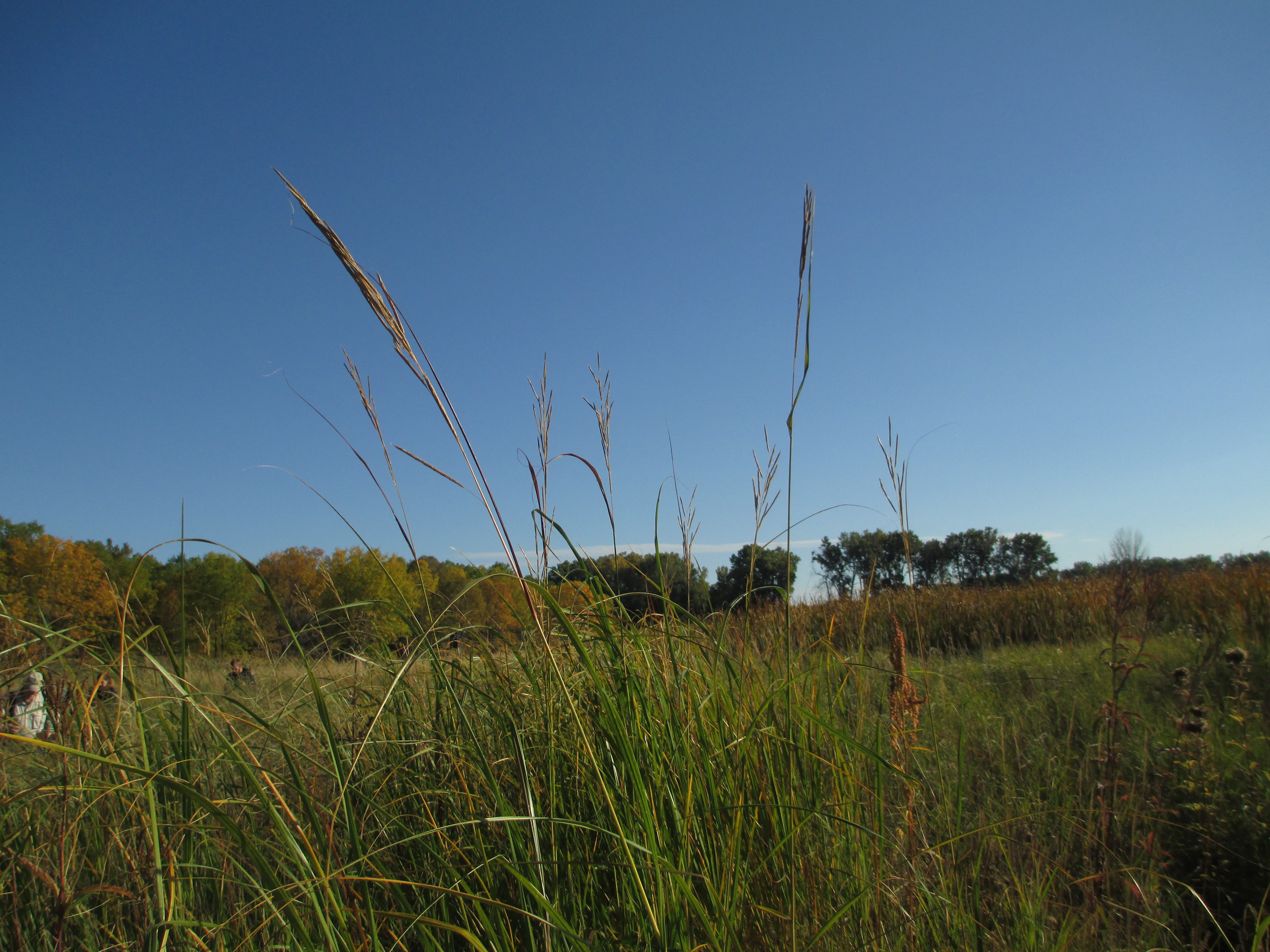 Point Sable sedge meadow 2014 by BW