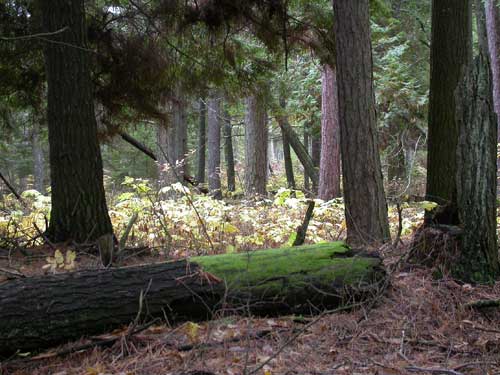 hemlock woods at Toft Point by Gary Fewless