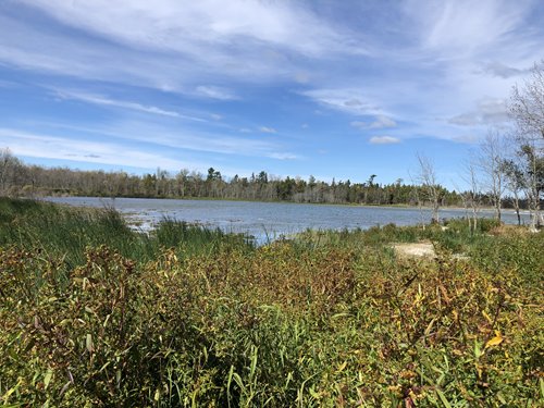 Bayou landscape