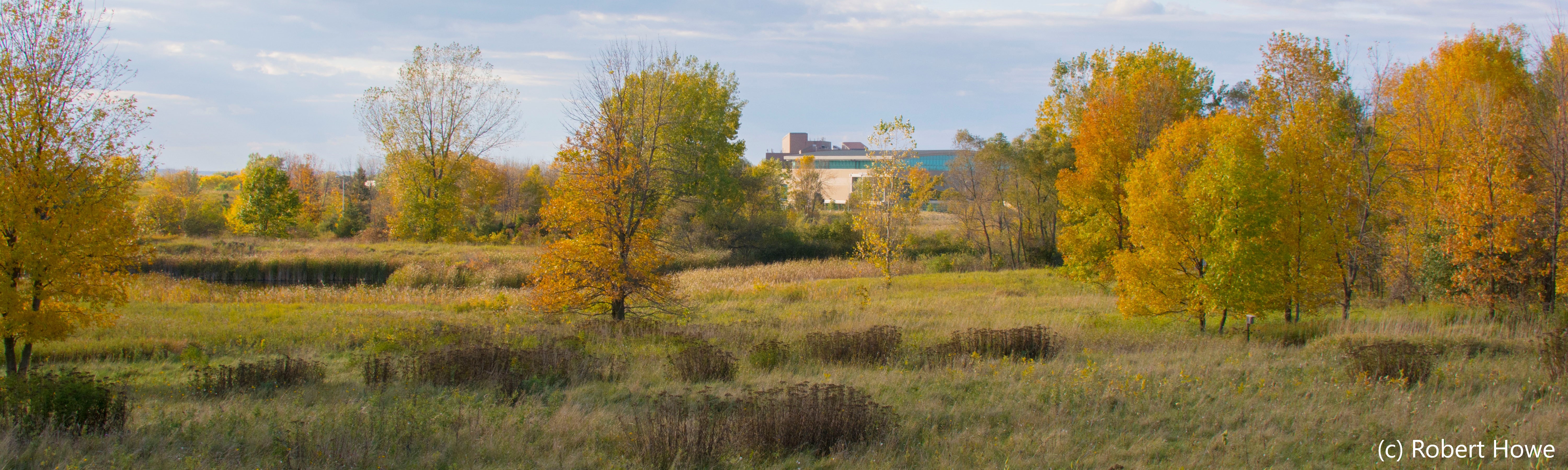 Grassy Field