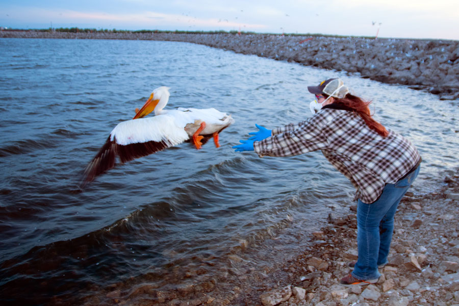Pelican release after pelican banding