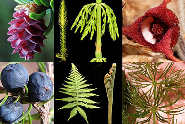 Collage of plants at UW-Green Bay's herbarium