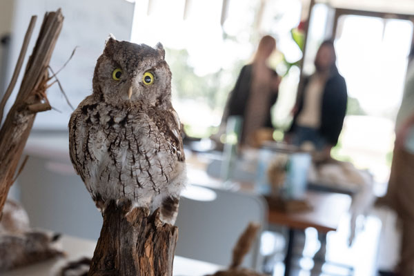 Taxidermic owl displayed in UW-Green Bay's Richter Museum