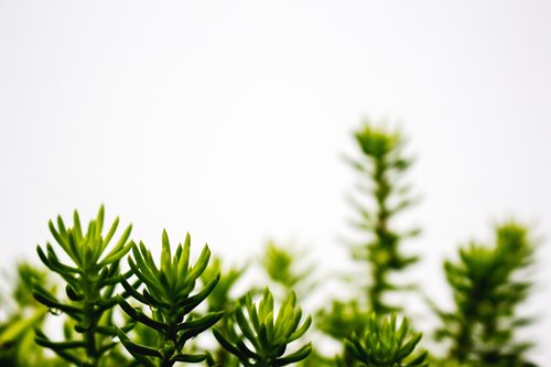 Plants growing