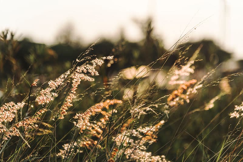 Native grass blowing in wind