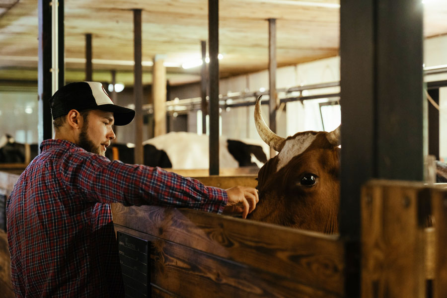 Dairy farmer in barn with cows