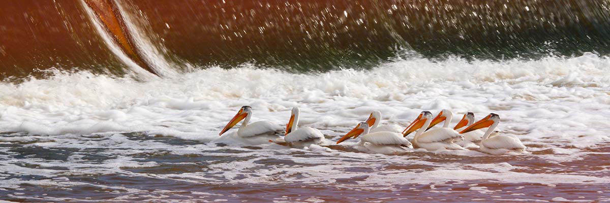 group of pelicans swimming near dam on Fox River