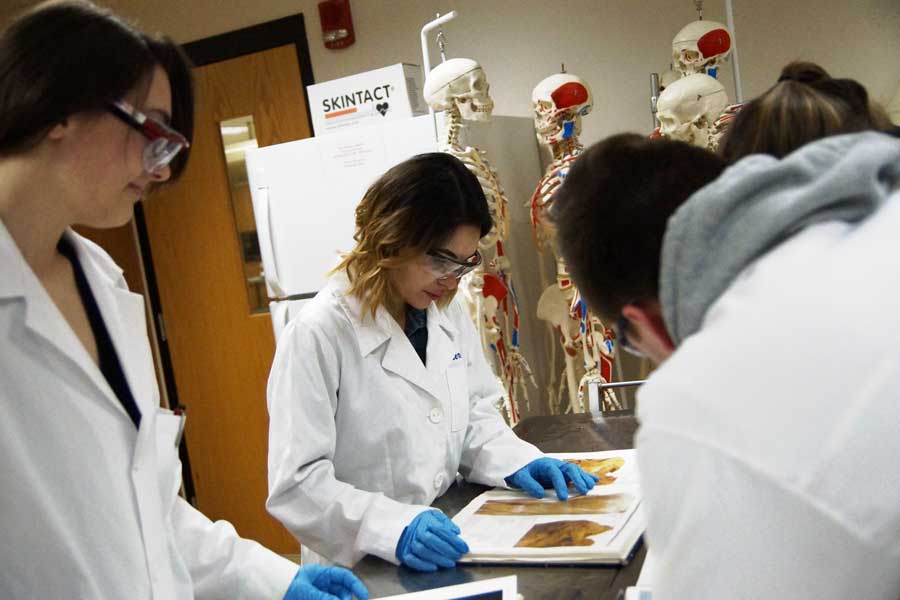 Students study human anatomy