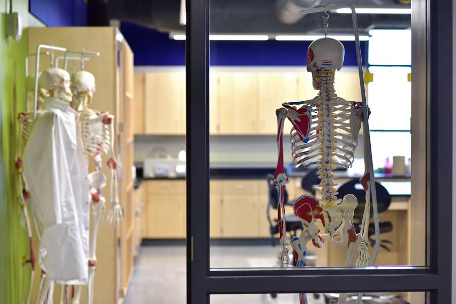 Human skeleton replicas in Marinette Human Biology lab