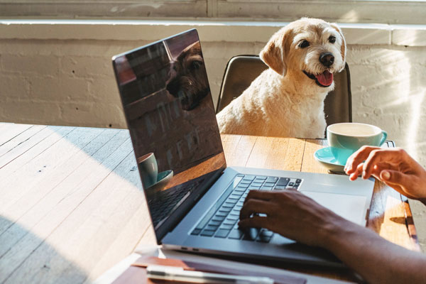 Student attending online class at home with dog