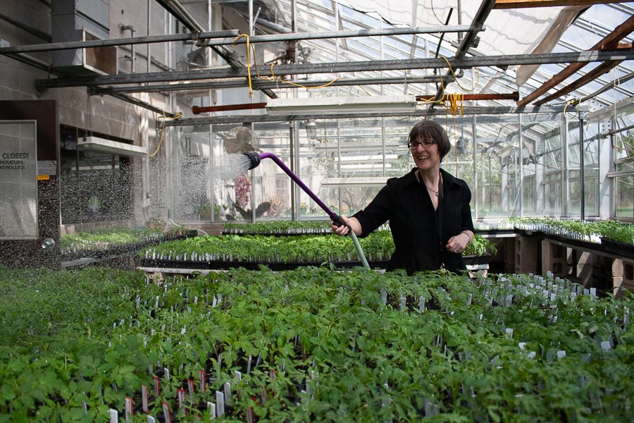 Vicki Medland watering heirloom plants for fundraiser sale
