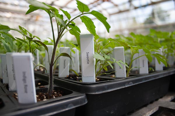 Heirloom tomato plant labeled sweetie in the UW-Green Bay plant sale fundraiser.