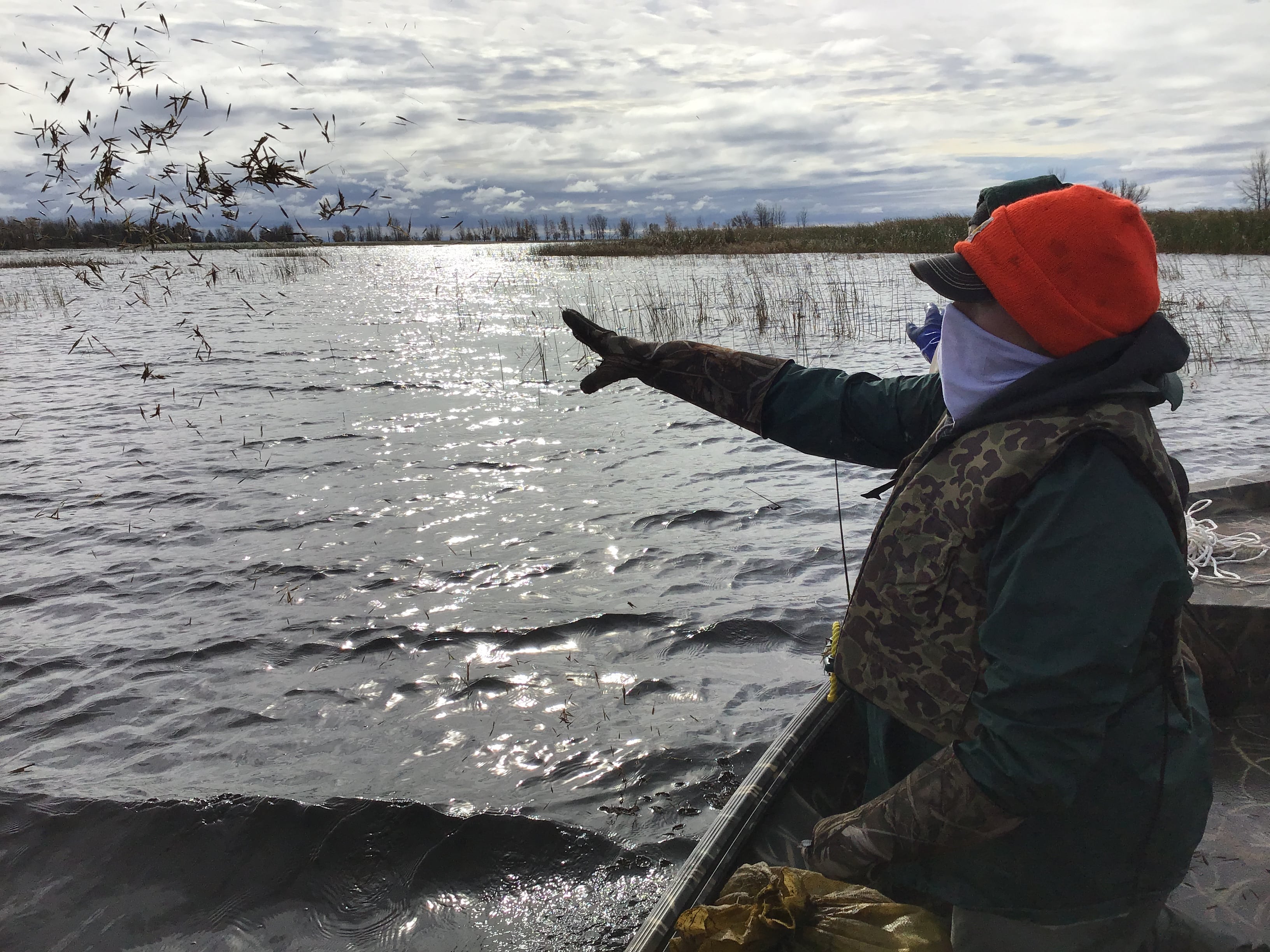 Volunteer seeding wild rice in a Green Bay wetland. Photo by Amy Corrazzino-Lyon.