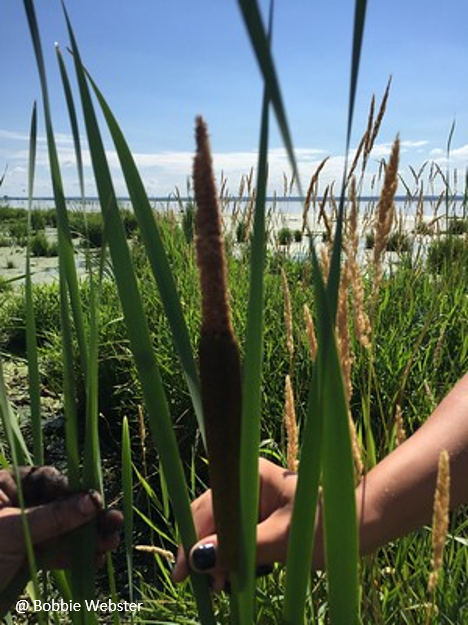 Tall wetland grass