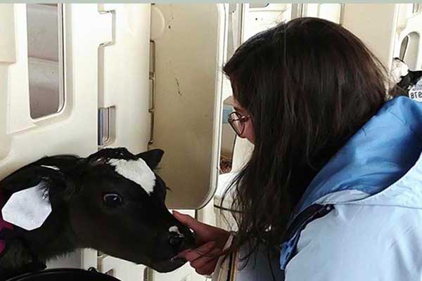 Student visits dairy farm