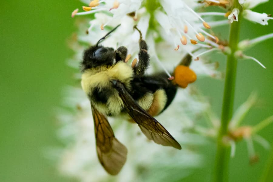 Bumblebee on a blossom