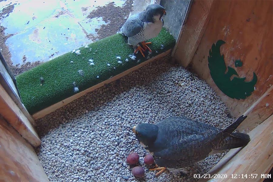 still image from the UWGB Peregrine Falcon Nest Live camera feed