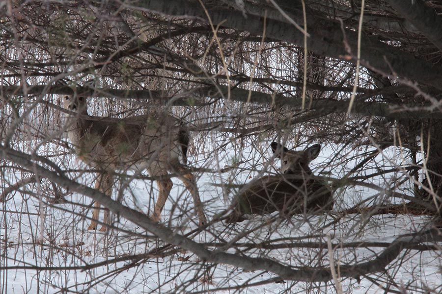 Whitetail deer bedded in the wintery cover of the UW-Green Bay Cofrin Arboretum
